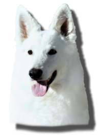 Oxi