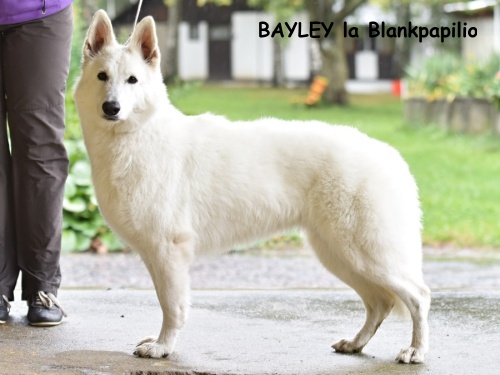 byaley