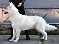 hfox