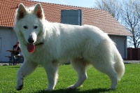 yango